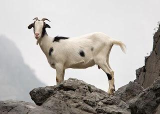 El exterminio de la cabra El exterminio de la cabra