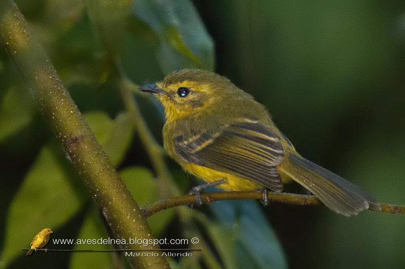 Mosqueta ceja amarilla (Yellow tyrannulet) Mosqueta ceja amarilla (Yellow tyrannulet)