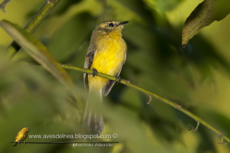 Mosqueta ceja amarilla (Yellow tyrannulet) Mosqueta ceja amarilla (Yellow tyrannulet)