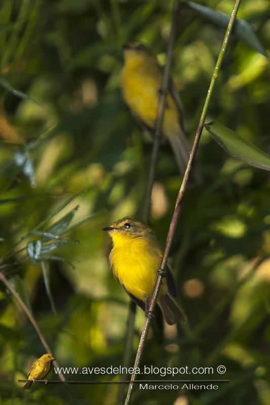 Mosqueta ceja amarilla (Yellow tyrannulet) Mosqueta ceja amarilla (Yellow tyrannulet)