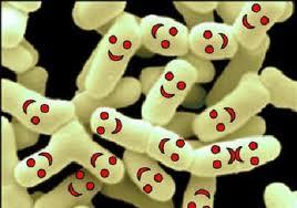 Diferencias entre prebióticos y probióticos y su funciones para el organismo probioticos1 Diferencias entre prebióticos y probióticos y su funciones para el organismo