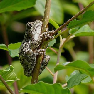 Northern Gray Treefrog