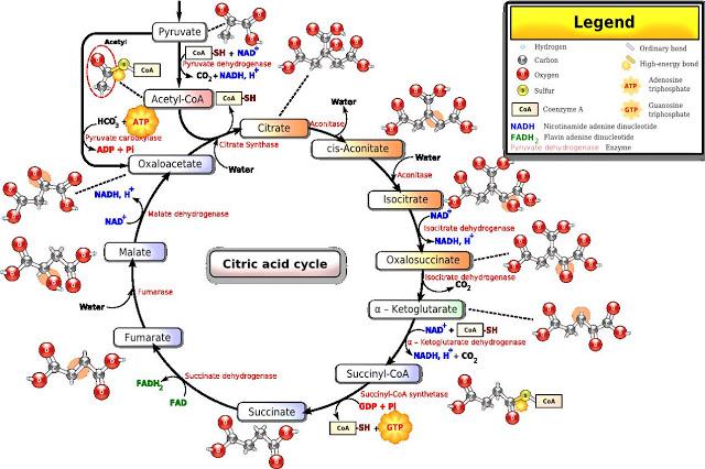 Resumen del ciclo de Krebs y su función energética Resumen del ciclo de Krebs y su función energética