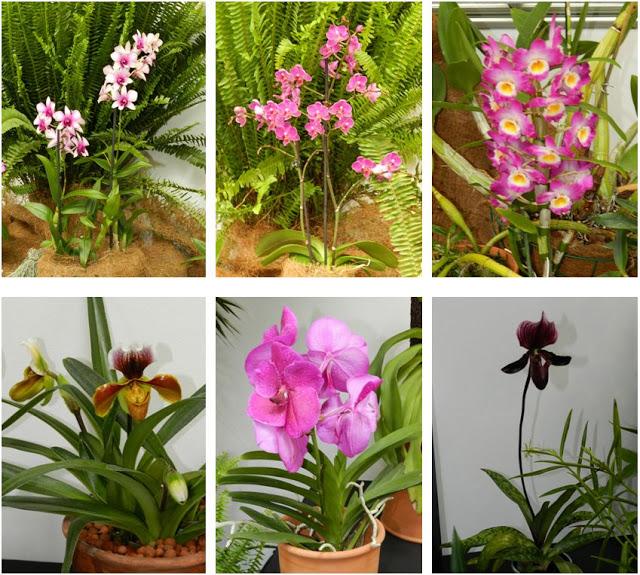 OrquiMadrid 2013. Parte I: La Exposición OrquiMadrid 2013. Parte I: La Exposición