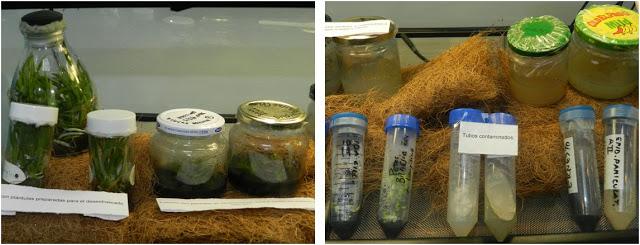 OrquiMadrid 2013. Parte I: La Exposición OrquiMadrid 2013. Parte I: La Exposición