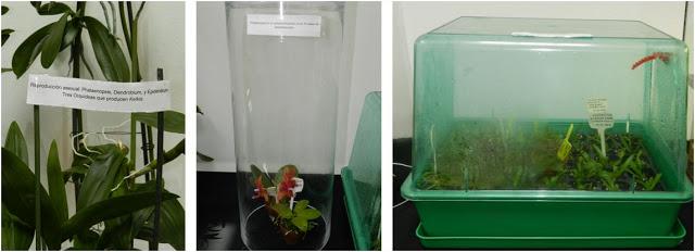 OrquiMadrid 2013. Parte I: La Exposición OrquiMadrid 2013. Parte I: La Exposición