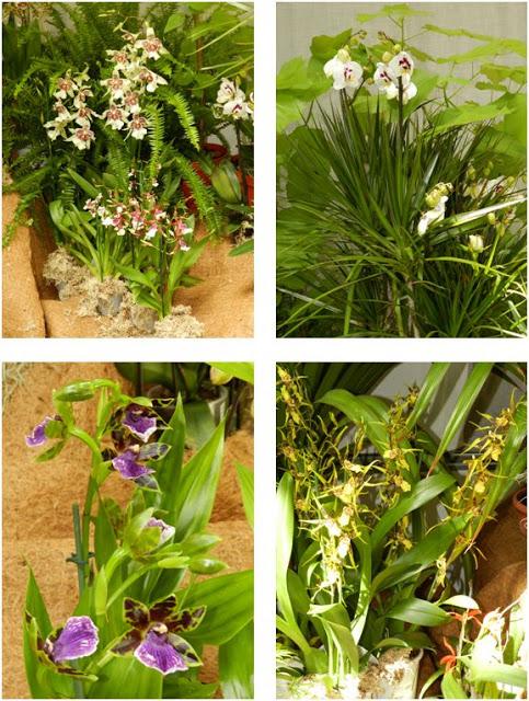 OrquiMadrid 2013. Parte I: La Exposición OrquiMadrid 2013. Parte I: La Exposición