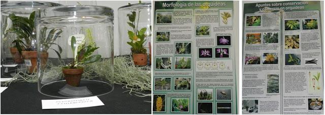 OrquiMadrid 2013. Parte I: La Exposición OrquiMadrid 2013. Parte I: La Exposición