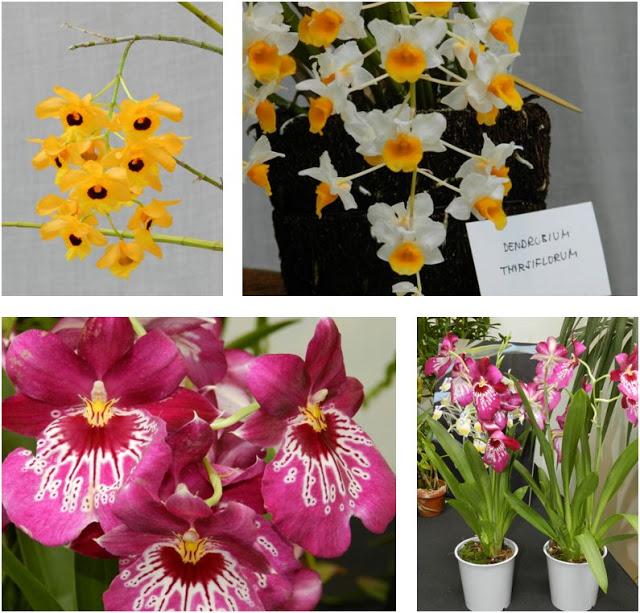 OrquiMadrid 2013. Parte I: La Exposición OrquiMadrid 2013. Parte I: La Exposición