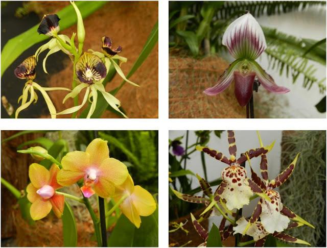 OrquiMadrid 2013. Parte I: La Exposición OrquiMadrid 2013. Parte I: La Exposición