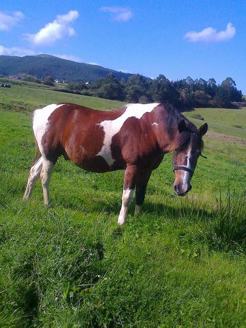 DOS CABALLOS EN ADOPCIÓN ( NO SE HA PODIDO SOLUCIONAR). DOS CABALLOS EN ADOPCIÓN ( NO SE HA PODIDO SOLUCIONAR).