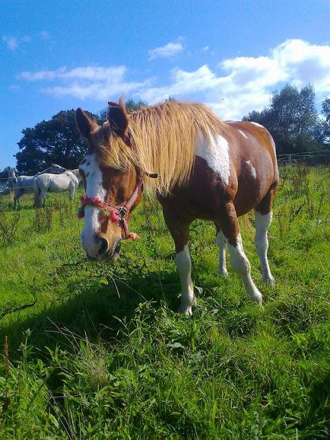 DOS CABALLOS EN ADOPCIÓN ( NO SE HA PODIDO SOLUCIONAR). DOS CABALLOS EN ADOPCIÓN ( NO SE HA PODIDO SOLUCIONAR).
