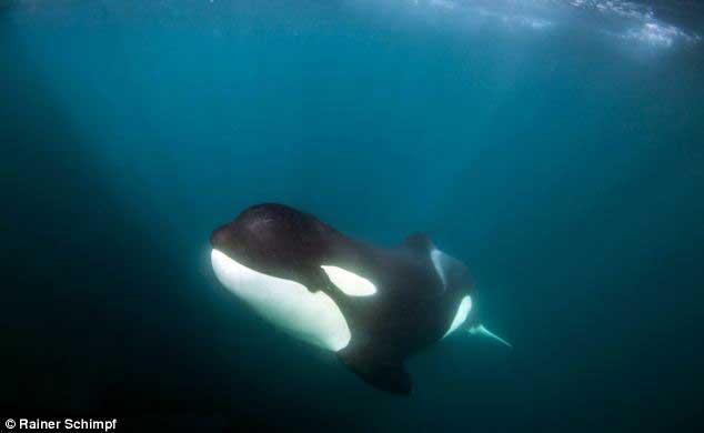 orca discapacitada es alimentada por la manada