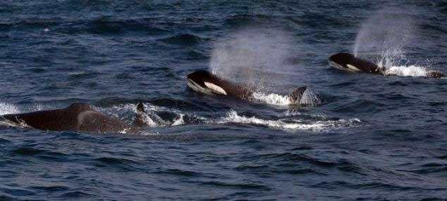 orcas cazan a una ballena de Bryde