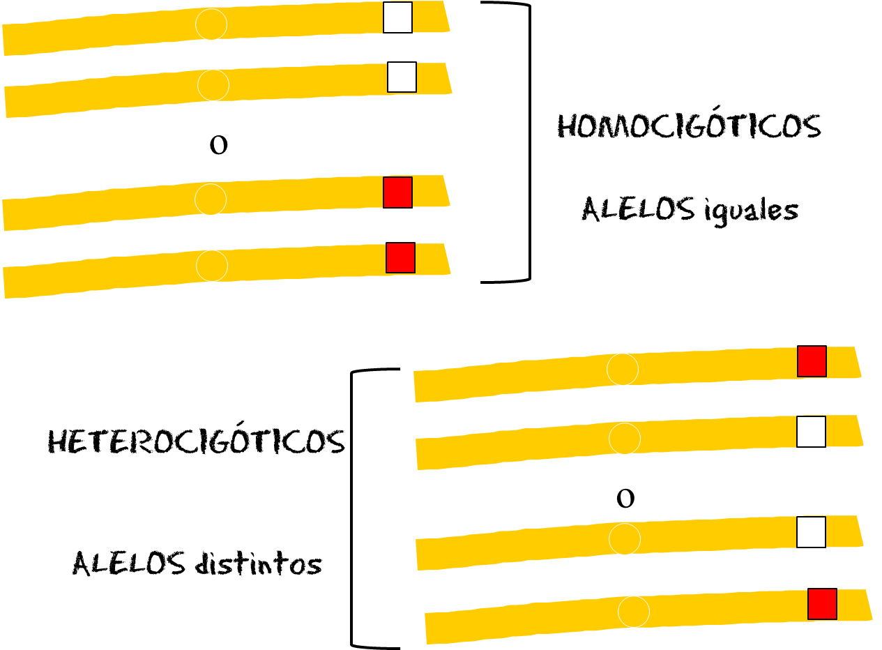 Figura 4: Esquema de cromosomas homólogos del ejemplo anterior. Cuando el organismo tiene ambos alelos iguales se lo llama homocigótico (arriba) y cuando los tiene distintos se llama heterocigótico (abajo).