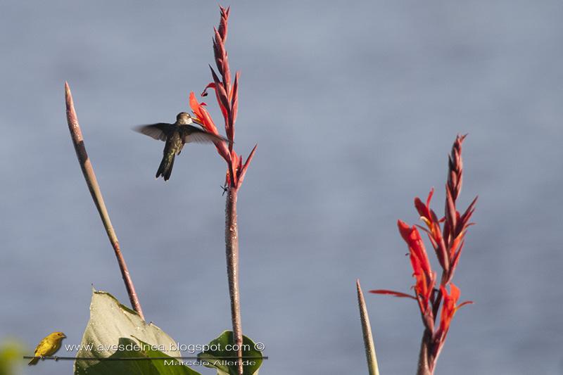 Flores o bebederos ???? Flores o bebederos ????