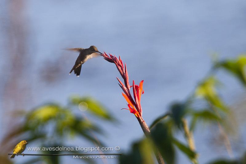 Flores o bebederos ???? Flores o bebederos ????