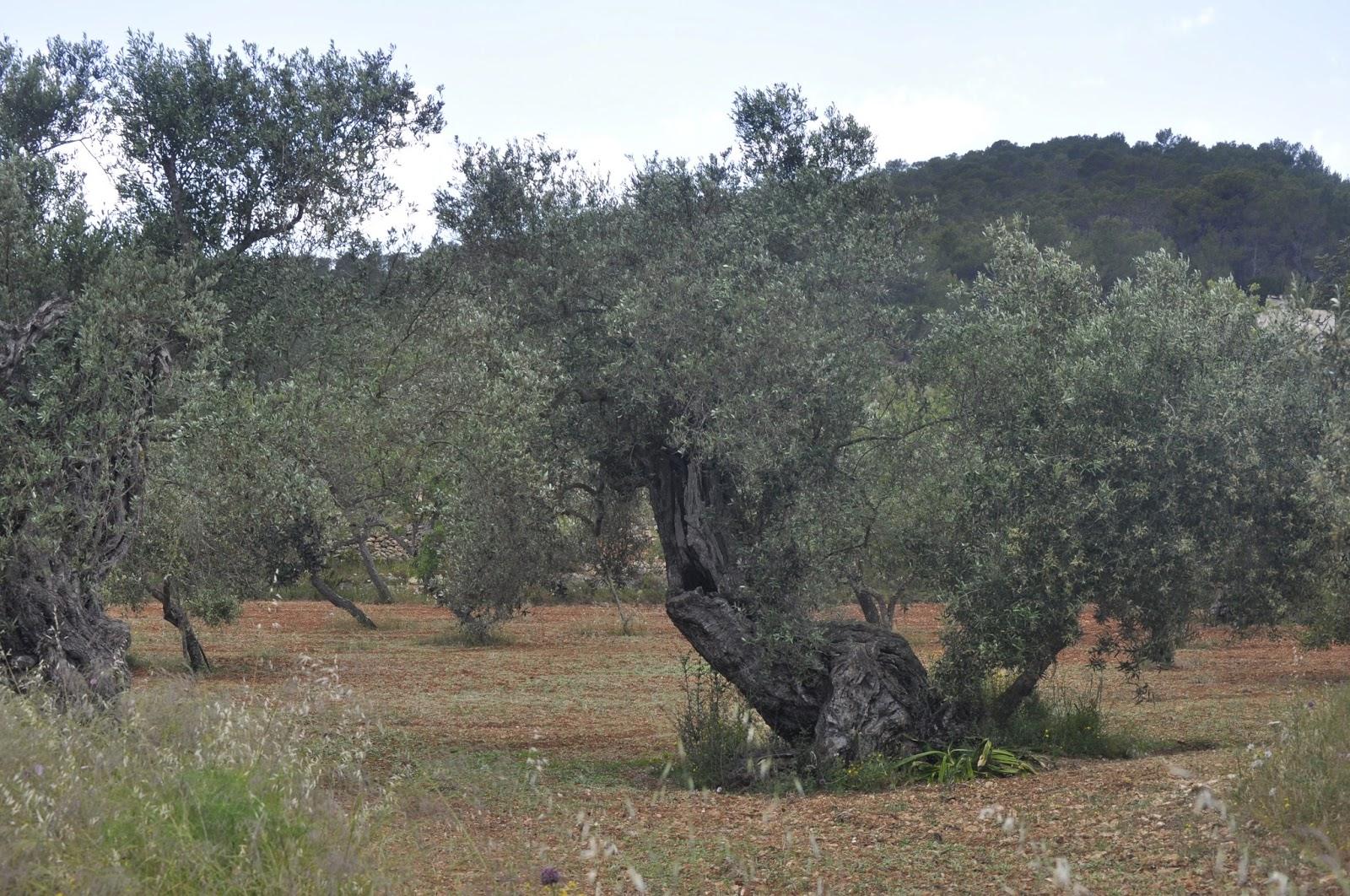 POSTALES DESDE IBIZA: RUTA POR EL CENTRO DE LA ISLA