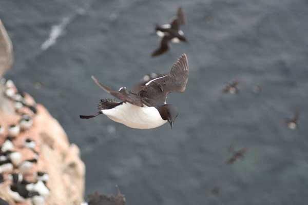 vuelo de un arao