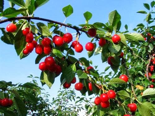 árbol-frutal-con-cerezas-en-el-valle-del-jerte