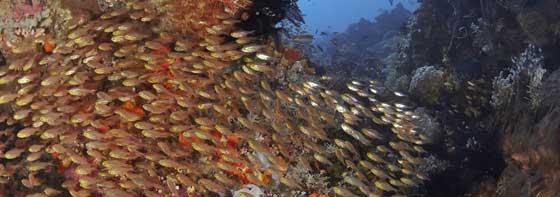 banco de peces en el Triángulo de Coral banco de peces en el Triángulo de Coral