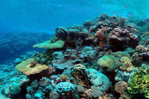 propagación de los corales propagación de los corales