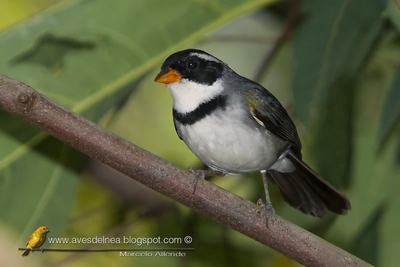 Cerquero de collar (Saffron-billed Sparrow) Cerquero de collar (Saffron-billed Sparrow)