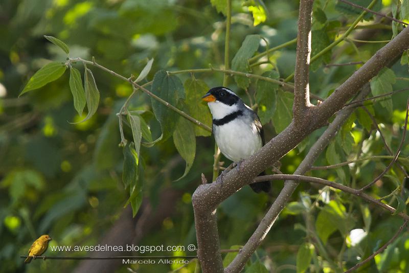 Cerquero de collar (Saffron-billed Sparrow) Cerquero de collar (Saffron-billed Sparrow)