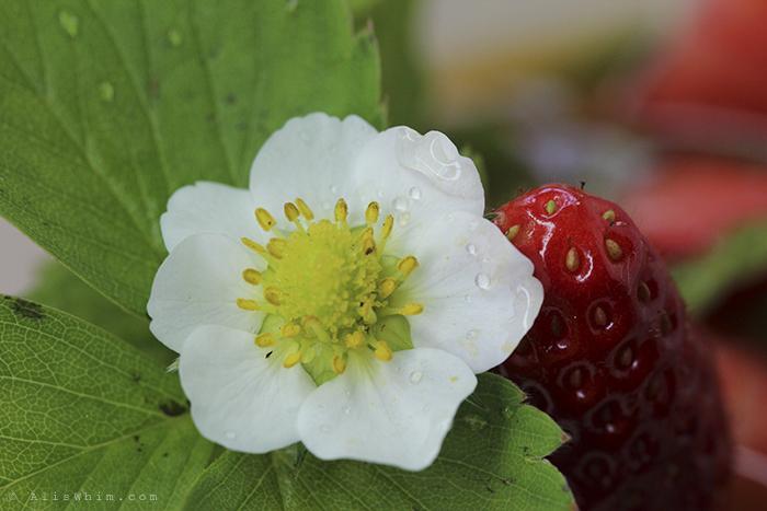 Fresas con zumo de naranja y jarabe de arce strawberry flower