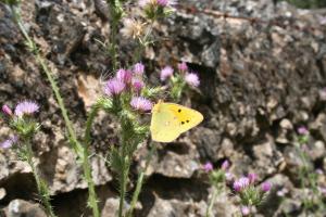 Reportaje Vía Verde de la Sierra Norte( Sevilla) Colias croceus