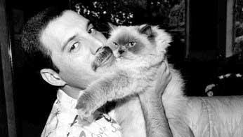 Freddie Mercury y sus gatos sin fortuna 20130526172507-freddie-mercury.jpg