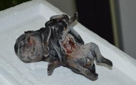 En Venezuela nació un perro con 8 patas En Venezuela nació un perro con 8 patas