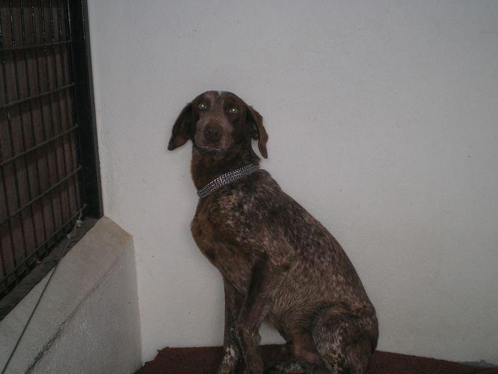 Historias de adoptados. Mofly Historias de adoptados. Mofly