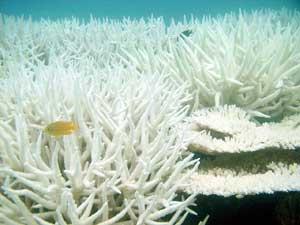 Corales como sepulcros