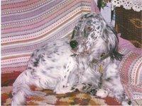 Setter enferma perdida entre Vallecas y Moratalaz. Setter enferma perdida entre Vallecas y Moratalaz.