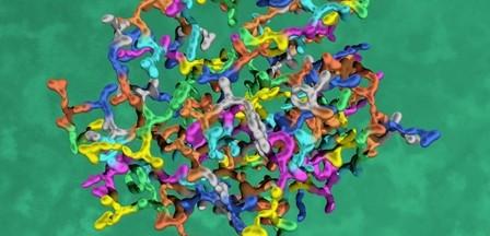 Identifican la funcion de una proteina capaz de proteger contra el cancer. Identifican la funcion de una proteina capaz de proteger contra el cancer.