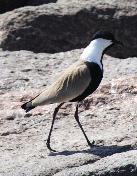 AVEFRIA ESPOLADA O ESPINOSA-VANELLUS SPINOSUS-SPUR-WINGED PLOVER AVEFRIA ESPOLADA O ESPINOSA-VANELLUS SPINOSUS-SPUR-WINGED PLOVER