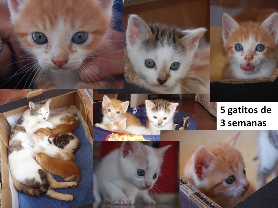 Cinco preciosos gatitos de 1 mes en adopción (Asturias)