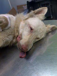 Pesadilla en Cáceres. Aunque parezca mentira aún tiene un hilo de vida Pesadilla en Cáceres. Aunque parezca mentira aún tiene un hilo de vida