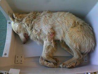 Pesadilla en Cáceres. Aunque parezca mentira aún tiene un hilo de vida Pesadilla en Cáceres. Aunque parezca mentira aún tiene un hilo de vida