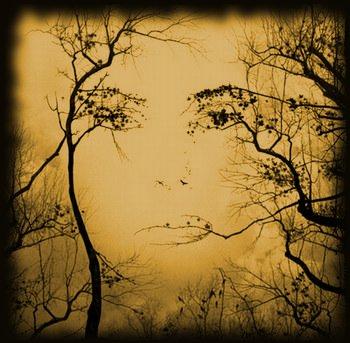 noche_de_sanjuan Plantas mágicas para la noche de San Juan