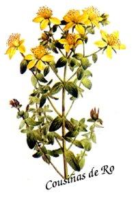 hiperico Plantas mágicas para la noche de San Juan