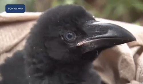 wwww.ajapon.com Aniquilando a los Cuervos de Tokyo