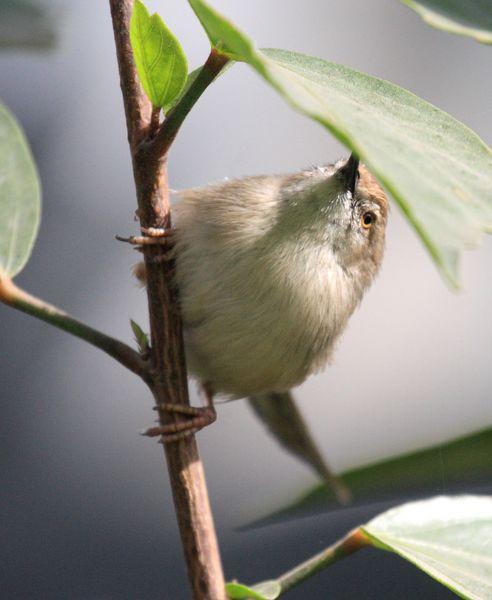 PRINIA GRACILIS-BUITRÓN RABILARGO-GRACEFUL PRINIA PRINIA GRACILIS-BUITRÓN RABILARGO-GRACEFUL PRINIA