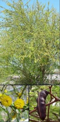 ARBOL DE LA SEMANA ARBOL DE LA SEMANA