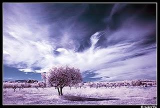 ¿Esquizofrenia y restricción afectiva? ¿Esquizofrenia y restricción afectiva?