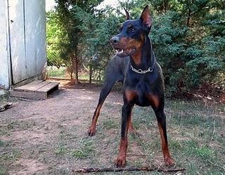 Razas de perros: doberman pinscher Razas de perros: doberman pinscher