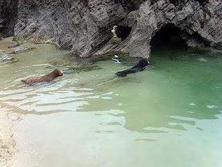 Razas de perros: Perro de agua español