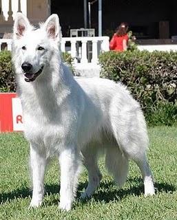 Razas de perros: Pastor blanco suizo (pastor alemán blanco)