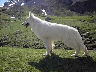 Razas de perros: Pastor blanco suizo (pastor alemán blanco)